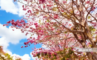 Cận cảnh con đường hoa kèn hồng đang “gây sốt” ở Cần Thơ