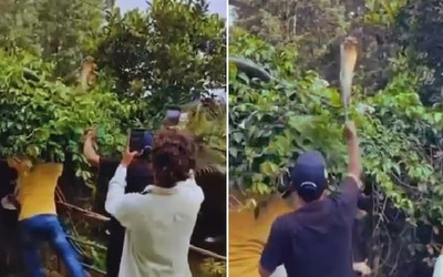 Bắt sống rắn hổ mang chúa khổng lồ ẩn nấp trên ngọn cây