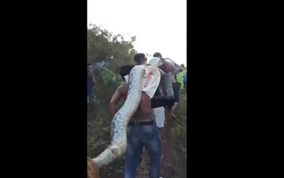 Bắt trăn "khổng lồ" dài hơn 8 mét trong vườn nhà dân