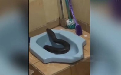 Người dân sốc nặng khi thấy thứ đáng sợ chui ra khỏi bồn cầu
