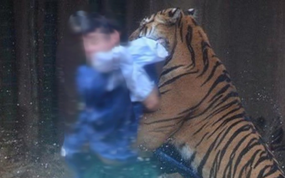 Đi làm về muộn, người đàn ông bị hổ dữ vồ tử vong