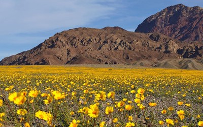 Thung lũng Chết "ngủ yên" sau 10 năm lại khoác lên mình tấm áo hoa rực rỡ
