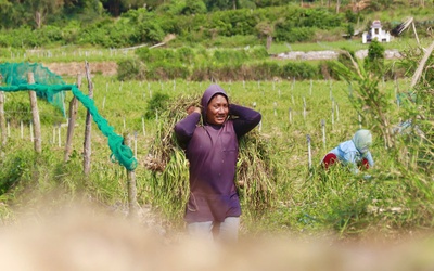 "Vàng trắng" Lý Sơn mất giá