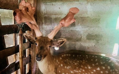 Nhờ nuôi hươu sao nhiều hộ dân Hà Tĩnh đổi đời, thu nhập tiền tỷ mỗi năm