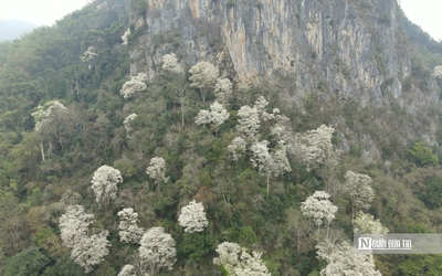 Đẹp ngỡ ngàng mùa hoa trắng phủ kín núi rừng xứ Thanh