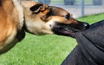 Hà Nội tăng cường giám sát bệnh dại