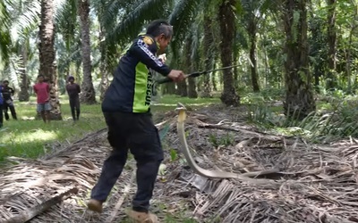 Bắt sống rắn hổ mang chúa hung hăng lao tới cắn người đàn ông