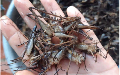 Con "cùng đống" xưa không ai ngó, nay thành đặc sản Tây Bắc đắt đỏ, được dân nhậu mê tít