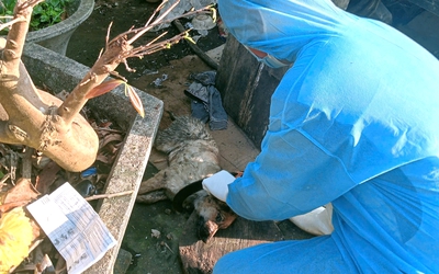 Đà Nẵng: Chó thả rông nhiễm dại, mối nguy treo lơ lửng khu dân cư