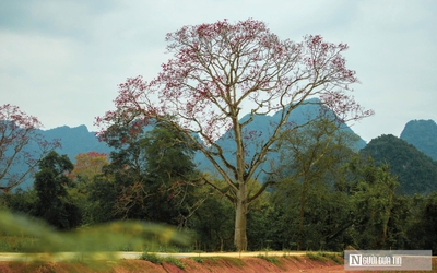 Hoa gạo bung nở rực rỡ, nhuộm đỏ một vùng quê xứ Nghệ