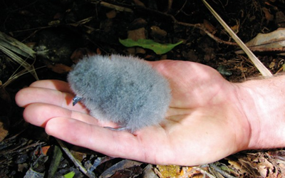 Loài vật quý hiếm bậc nhất hành tinh, tưởng tuyệt chủng 100 năm bất ngờ "tái xuất" qua một quả trứng nhỏ