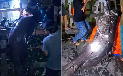 Ngư dân bắt được cá mú khổng lồ nặng hơn 100kg trên biển