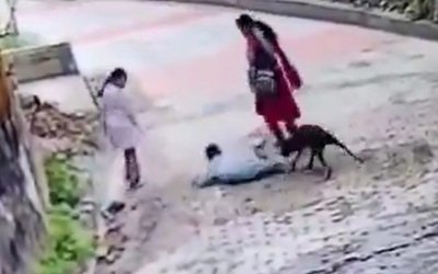 Đang đi bộ cùng mẹ, bé trai bị chó hoang tấn công