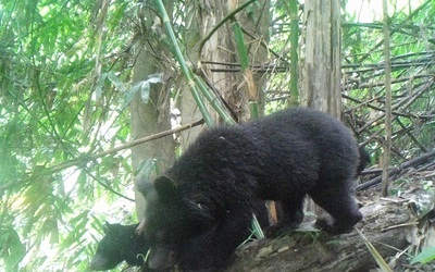 Gấu ngựa xuất hiện nhiều khu vực ở Pù Hu, hé lộ hệ sinh thái đa dạng hiếm có
