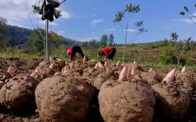 Loại củ dại “độc toàn thân”, người Việt không ai ngó trời Tây bán "hái ra tiền"