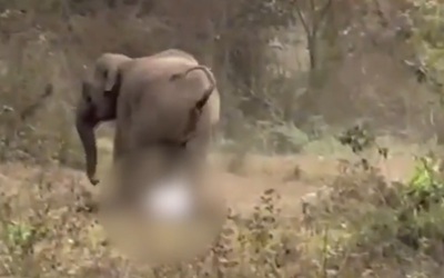 Người đàn ông bị voi dữ tấn công và cái kết bất ngờ