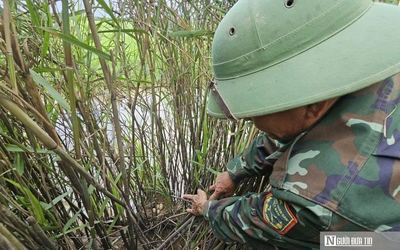 Chuyện về "lão nông" ở phá Hạc Hải - Kỳ 1: "Trả nợ" chim trời