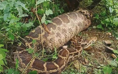 Đi chăn gia súc, người dân bắt gặp cảnh tượng nổi da gà