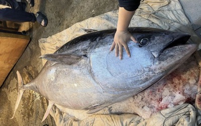 Ngư dân bắt được con cá ngừ khổng lồ dài 2,37 mét, nặng 280kg