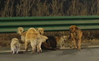 Bị bắt trộm, 7 chú chó trốn thoát khỏi xe tải rồi vượt 17km về nhà