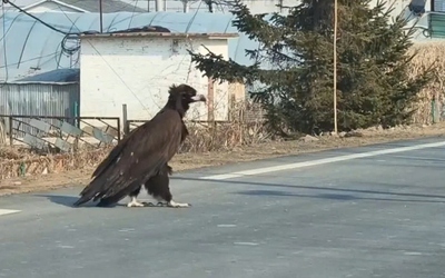 Người phụ nữ bắt gặp con chim khổng lồ cao gần 1 mét băng qua đường