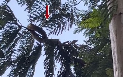 Nhìn lên cây, người dân bắt gặp cảnh tượng đáng sợ
