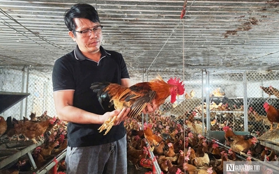 Lương vài chục triệu, bác sĩ thú y vẫn bỏ việc về mở trang trại thu gần 9 tỷ mỗi năm