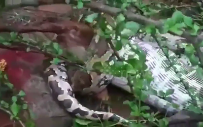 Nhìn lên cây, dân làng thấy cảnh tượng "đáng sợ" liền ùn ùn kéo nhau đến xem