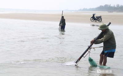 Cận cảnh nhọc nhằn nghề khom lưng trong sóng biển kiếm ngao mưu sinh