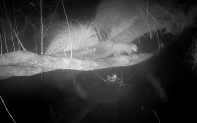 Loài vật ăn thịt cực hiếm gặp tưởng tuyệt chủng bất ngờ tái xuất