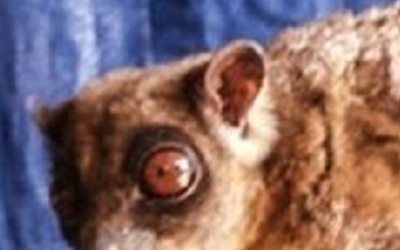 Loài vật quý hiếm bậc nhất hành tinh ngỡ đã tuyệt chủng 6.000 năm bất ngờ "tái xuất"