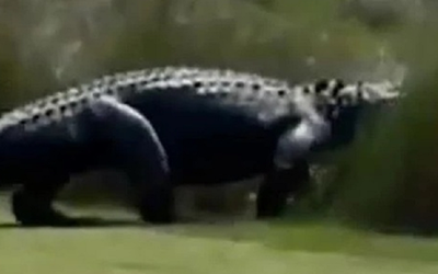 Đang chơi ngoài sân, người dân phát hiện cảnh tượng "nổi da gà"