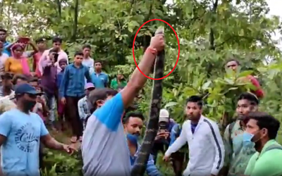 Bắt sống rắn hổ mang chúa "khủng" dài 5 mét nấp trong vườn nhà