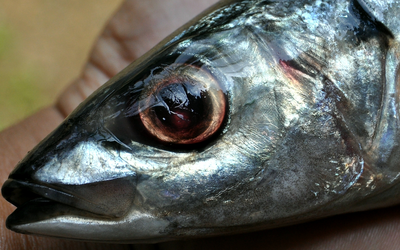 Chuyên gia Mỹ khen loại cá "tốt nhất thế giới", hóa ra ở Việt Nam hễ ra chợ là thấy