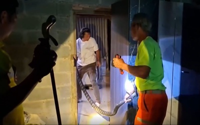 Bắt sống rắn hổ mang chúa dài 3 mét, nặng 10kg ấp nấp trong bếp