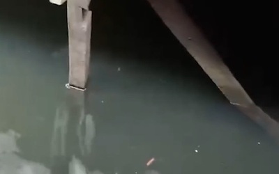 Đi bơi, bé trai la hét khi bị thứ đáng sợ cắn