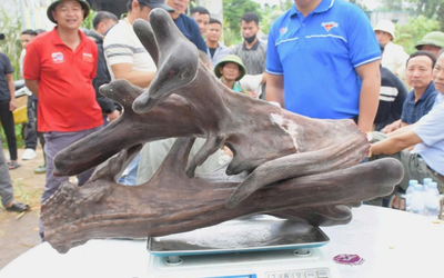 Mang thứ như "khúc củi khô" đi bán anh nông dân "đút túi" ngay 107 triệu đồng