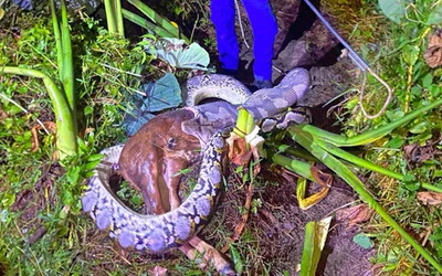 Nhìn ra vườn, người đàn ông thấy cảnh tượng "nổi da gà", cả xóm ùn ùn kéo đến xem