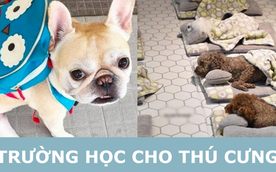Nuôi thú cưng kiểu nhà giàu: Bỏ chục triệu cho chó đi học "mẫu giáo"