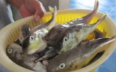 Ăn cá nóc, 3 người ở Cần Thơ nhập viện: Bộ Y tế khuyến cáo khẩn