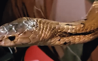 Đang lái xe, người đàn ông phát hiện cảnh tưởng "đáng sợ"