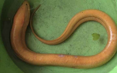 Người phụ nữ bắt được con lươn vàng nặng 800g trên cánh đồng