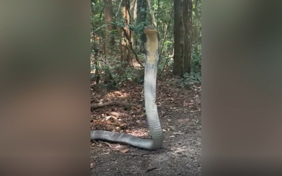 Nữ sinh viên chạm trán rắn hổ mang chúa dài 4 mét trong rừng