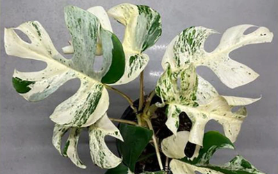 Chiếc lá cây cảnh "độc lạ" có giá nửa tỷ đồng, đại gia bí ẩn chốt ngay