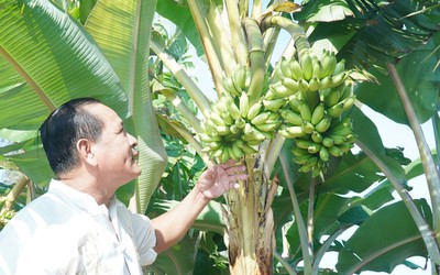 Chuyện lạ ở Cà Mau: Chuối một thân trổ 2 buồng, lão nông nói “chưa từng thấy”