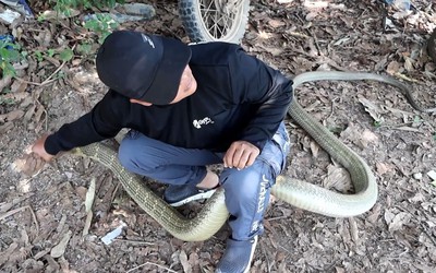 Bắt sống rắn hổ mang chúa dài 4 mét, nặng 8kg trên cây xoài