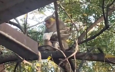 Khỉ "bắt cóc" dê con mang lên cây và cái kết