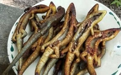 Đặc sản nhìn "sợ khiếp vía" xưa không dám ăn nay 350.000 đ/kg vẫn có người xuống tiền