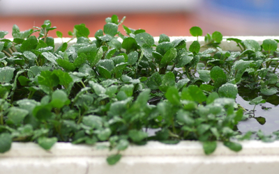 Mỹ ca ngợi "loại rau tốt nhất thế giới", hóa ra người Việt đã ăn từ lâu