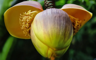 Loại rau xưa “cứu đói”, nay được ví như “nhân sâm của người nghèo” chợ Việt bán nhiều